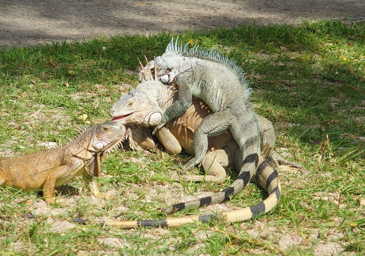 harcolo leguanok